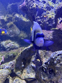 a blue and yellow fish in an aquarium