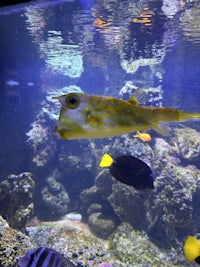 a fish in an aquarium