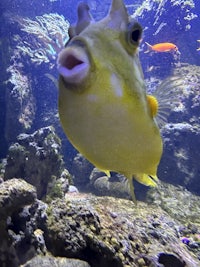 a yellow puffer fish swimming in an aquarium