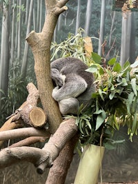 a koala sleeping on a branch